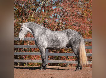 Friesian horses Mix, Gelding, 6 years, 17 hh, Gray