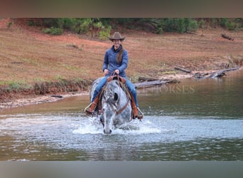 Friesian horses Mix, Gelding, 6 years, 17 hh, Gray