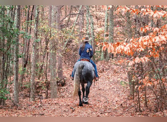 Friesian horses Mix, Gelding, 6 years, 17 hh, Gray