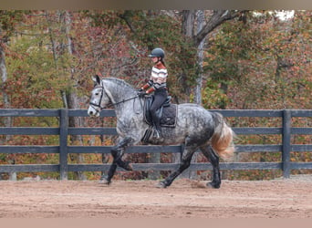 Friesian horses Mix, Gelding, 6 years, 17 hh, Gray