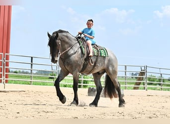 Friesian horses, Gelding, 6 years, 17 hh, Roan-Blue