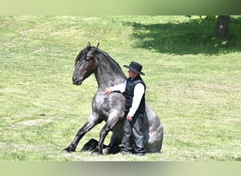 Friesian horses, Gelding, 6 years, 17 hh, Roan-Blue