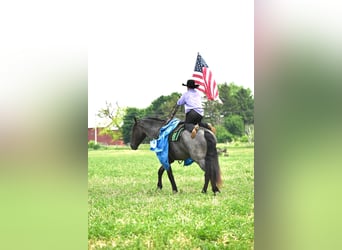 Friesian horses, Gelding, 6 years, 17 hh, Roan-Blue