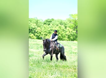 Friesian horses, Gelding, 6 years, 17 hh, Roan-Blue