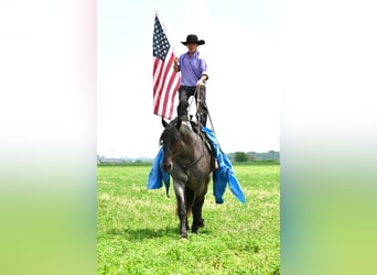 Friesian horses, Gelding, 6 years, 17 hh, Roan-Blue