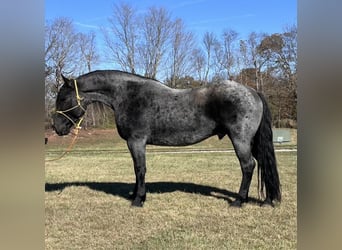 Friesian horses, Gelding, 6 years, 17 hh, Roan-Blue