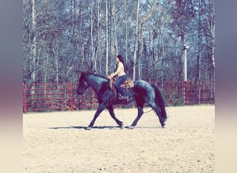 Friesian horses, Gelding, 6 years, 17 hh, Roan-Blue