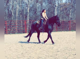 Friesian horses, Gelding, 6 years, 17 hh, Roan-Blue