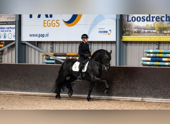 Friesian horses, Gelding, 6 years, Black