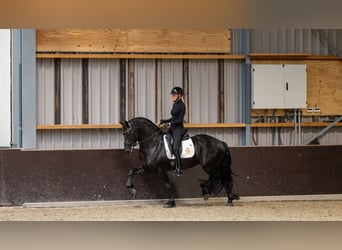 Friesian horses, Gelding, 6 years, Black