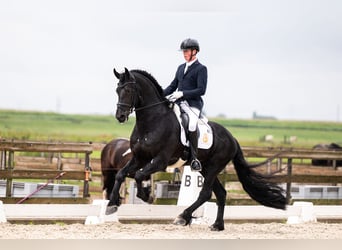 Friesian horses, Gelding, 6 years, Black