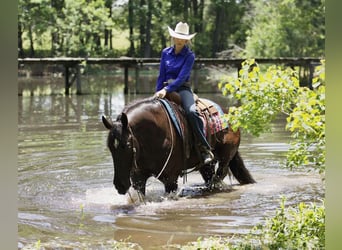 Friesian horses Mix, Gelding, 6 years, Black