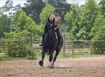 Friesian horses Mix, Gelding, 6 years, Black