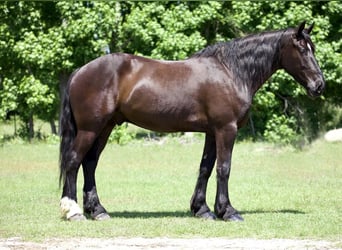 Friesian horses Mix, Gelding, 6 years, Black