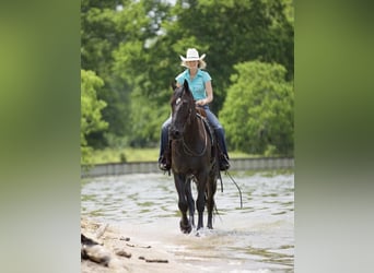 Friesian horses Mix, Gelding, 6 years, Black
