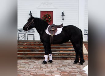 Friesian horses, Gelding, 6 years, Black