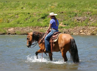 Friesian horses Mix, Gelding, 6 years, Buckskin