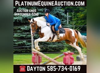 Friesian horses, Gelding, 6 years, Chestnut