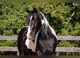 Friesian horses Mix, Gelding, 6 years, Pinto