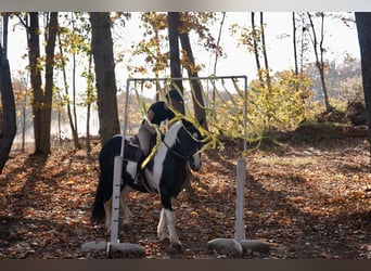 Friesian horses Mix, Gelding, 6 years, Pinto