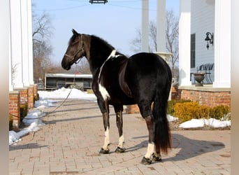 Friesian horses, Gelding, 6 years, Tobiano-all-colors