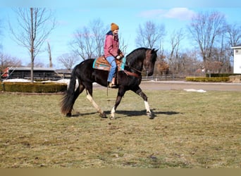 Friesian horses, Gelding, 6 years, Tobiano-all-colors
