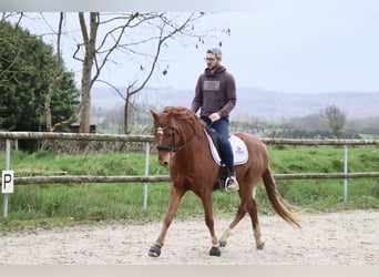 Friesian horses, Gelding, 7 years, 14.1 hh, Chestnut-Red