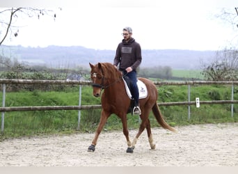 Friesian horses, Gelding, 7 years, 14.1 hh, Chestnut-Red