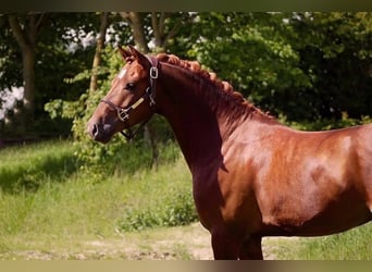 Friesian horses, Gelding, 7 years, 14.1 hh, Chestnut-Red