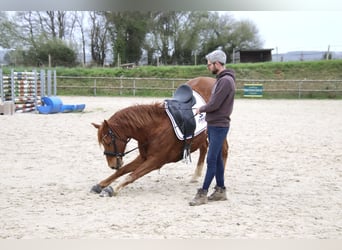 Friesian horses, Gelding, 7 years, 14.1 hh, Chestnut-Red