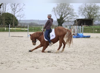 Friesian horses, Gelding, 7 years, 14.1 hh, Chestnut-Red