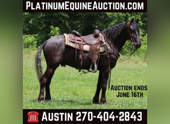 Friesian horses, Gelding, 7 years, 14.3 hh, Black