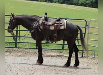 Friesian horses, Gelding, 7 years, 14.3 hh, Black