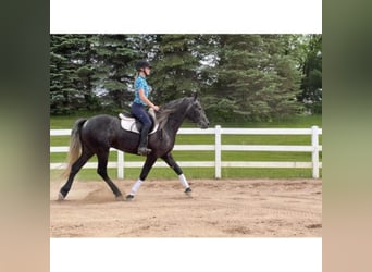 Friesian horses, Gelding, 7 years, 14,3 hh, Gray