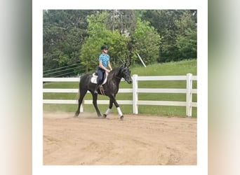 Friesian horses, Gelding, 7 years, 14,3 hh, Gray