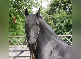 Friesian horses, Gelding, 7 years, 15.1 hh, Black