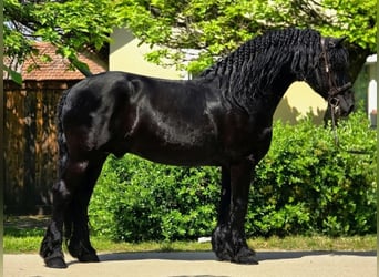 Friesian horses Mix, Gelding, 7 years, 15.1 hh, Black