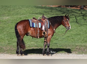 Friesian horses Mix, Gelding, 7 years, 15,2 hh, Bay