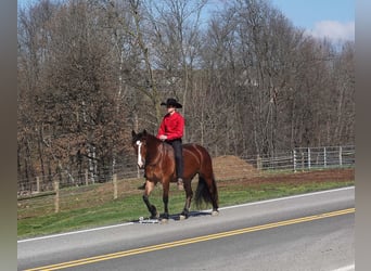 Friesian horses Mix, Gelding, 7 years, 15,2 hh, Bay