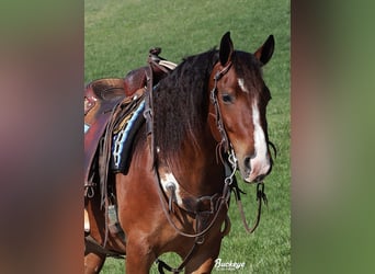 Friesian horses Mix, Gelding, 7 years, 15,2 hh, Bay