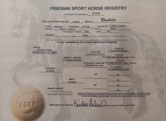 Friesian horses Mix, Gelding, 7 years, 15,2 hh, Bay