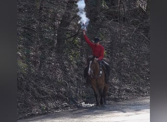 Friesian horses Mix, Gelding, 7 years, 15,2 hh, Bay