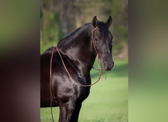 Friesian horses, Gelding, 7 years, 15.2 hh, Black