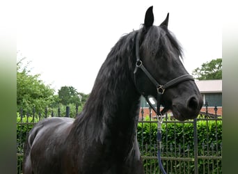 Friesian horses, Gelding, 7 years, 15.2 hh, Black