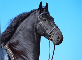 Friesian horses, Gelding, 7 years, 15.2 hh, Black