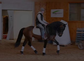 Friesian horses, Gelding, 7 years, 15,3 hh, Bay