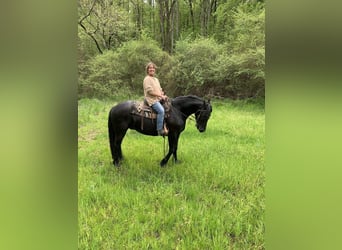 Friesian horses, Gelding, 7 years, 15.3 hh, Black