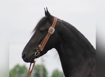 Friesian horses, Gelding, 7 years, 15,3 hh, Black