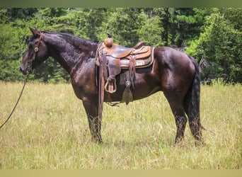 Friesian horses, Gelding, 7 years, 15.3 hh, Black