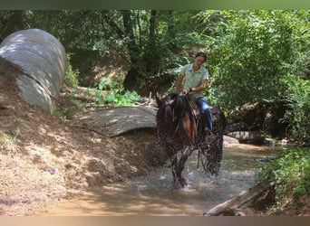 Friesian horses, Gelding, 7 years, 15.3 hh, Black